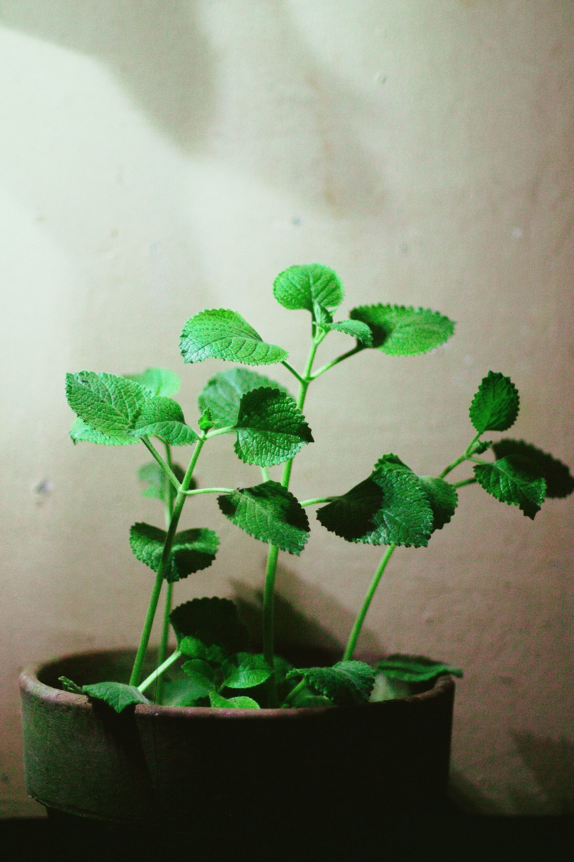 Anticancer Potential. (Image via Pexels)